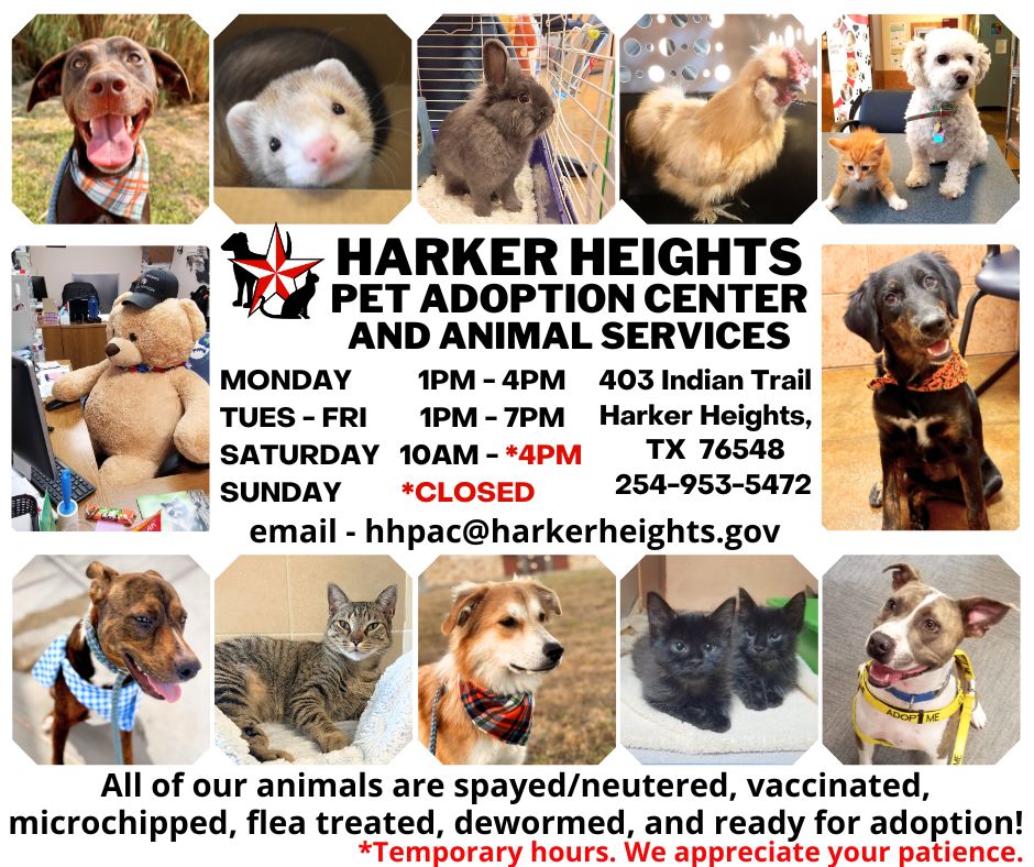 Fashion animal shelter adoption center