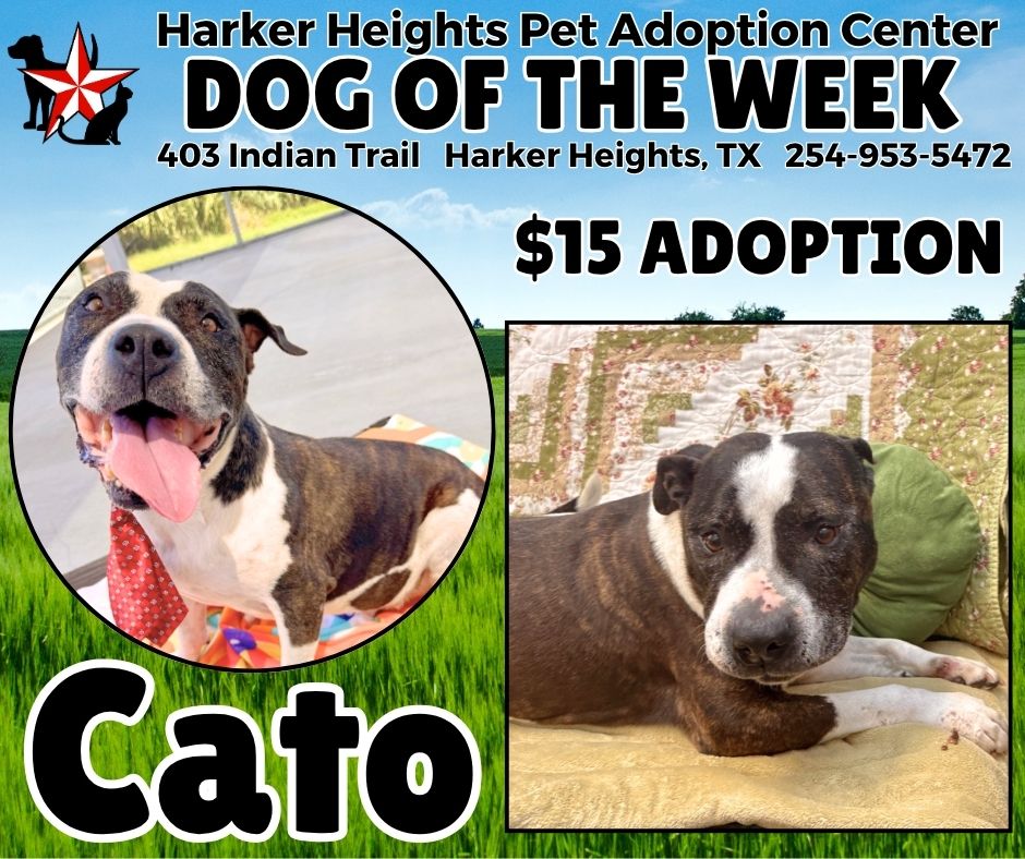 dog of the week 40